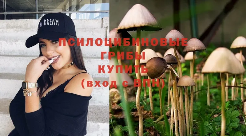 продажа наркотиков  Удомля  сайты даркнета формула  Псилоцибиновые грибы Psilocybe 